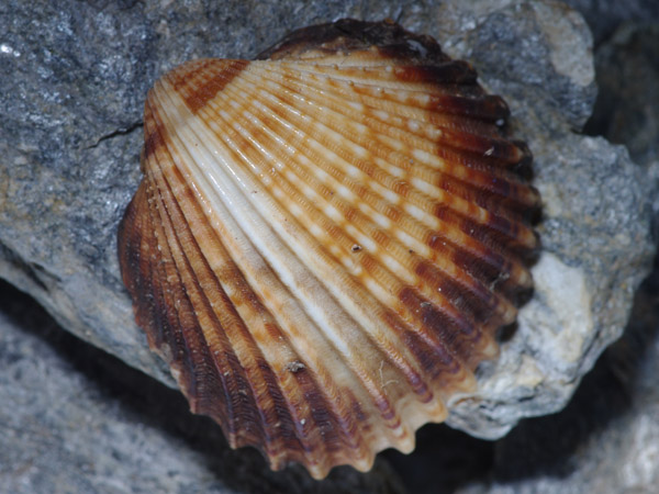 Cardiidae, Mar Egeo, 06.2011